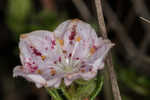 Hairy laurel <BR>Hairy wicky